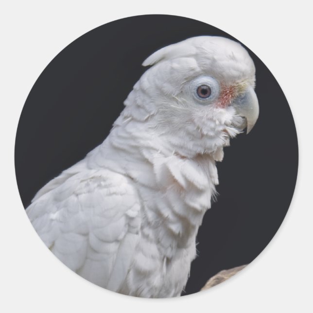 Adesivo Redondo Goffin's Cockatoo Sticker (Frente)