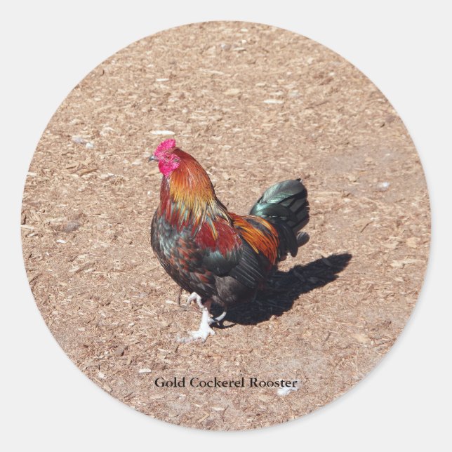Adesivo Redondo Gold Cockerel Rooster sticker (Frente)