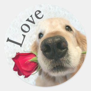 Adesivo Redondo Golden retriever com amor dos namorados da rosa