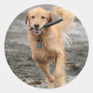 Adesivo Redondo Golden Retriever Correndo Com Pau Na Boca