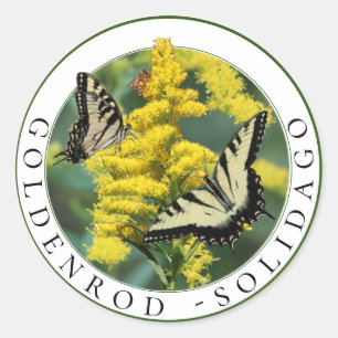Adesivo Redondo Goldenrod Solidago e Tiger Swallowtail Butterfly