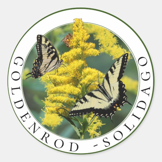 Adesivo Redondo Goldenrod Solidago e Tiger Swallowtail Butterfly (Frente)