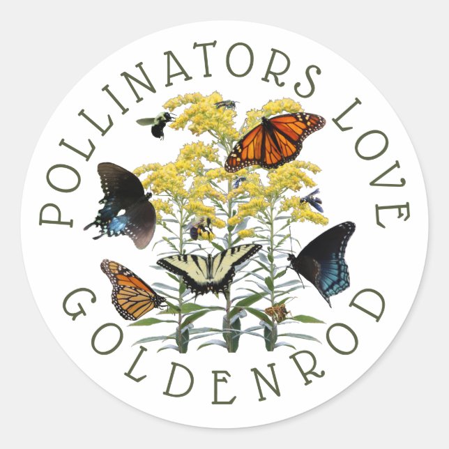 Adesivo Redondo Goldenrod Solidago Wildflower e Pollinators Clas (Frente)