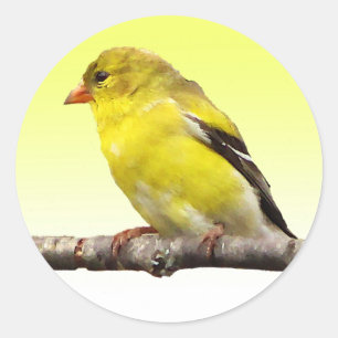 Adesivo Redondo Goldfinch