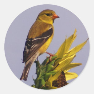 Adesivo Redondo Goldfinch americano no girassol