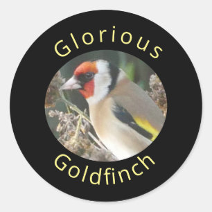 Adesivo Redondo Goldfinch Sticker
