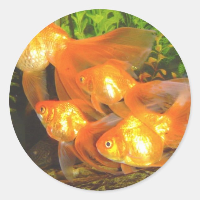 Adesivo Redondo Goldfish Galore (Frente)