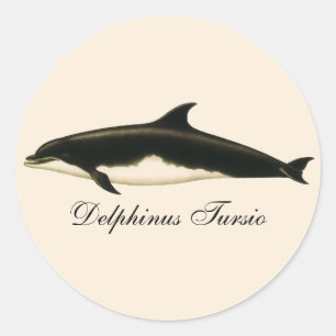 Adesivo Redondo Golfinhos Delphinus Tursio, Animais Marinhos Antig