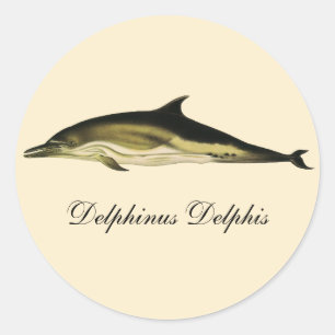 Adesivo Redondo Golfo Delphinus Delphis, Animais Marinhos Vintage