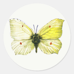 Adesivo Redondo Gonepteryx rhamni - A Borboleta Brimstone Comum