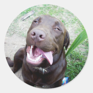 Adesivo Redondo Goofy Delights: Chocolate Brown Labrador Puppy,