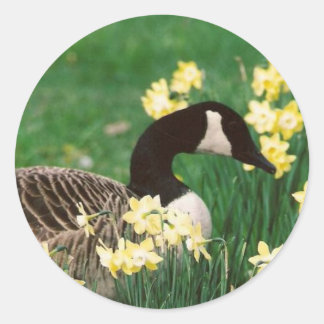 ADESIVO REDONDO GOOSE COM DAFFODILS