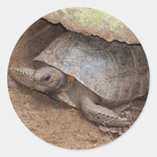 Adesivo Redondo Gopher Turtle