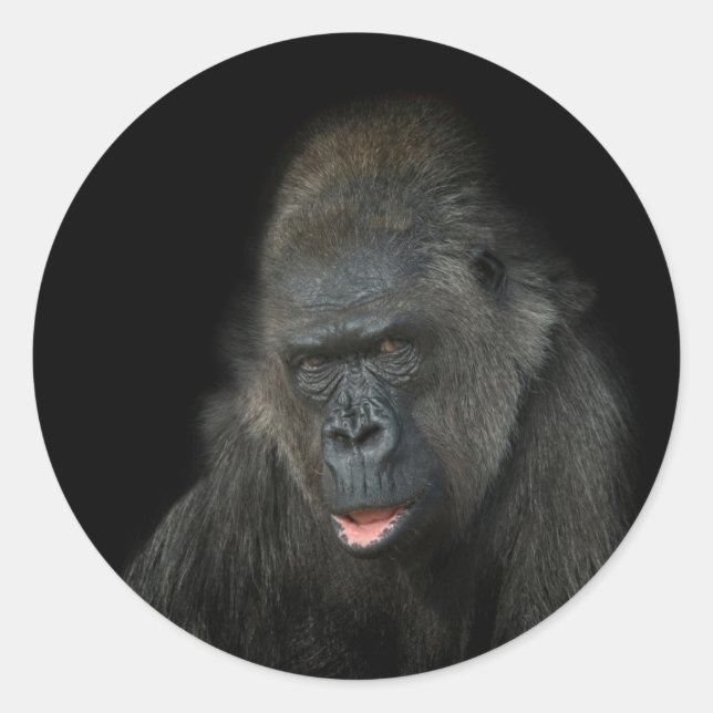 Adesivo Redondo Gorilla Biddy (Frente)