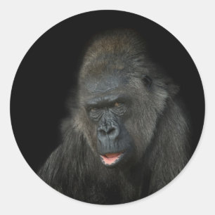 Adesivo Redondo Gorilla Biddy