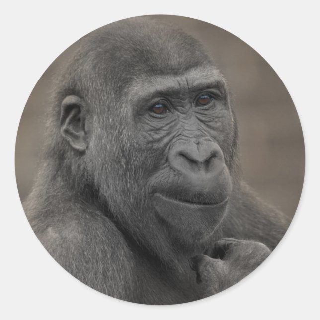 Adesivo Redondo Gorilla Shufai (Frente)