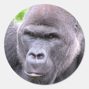 Adesivo Redondo Gorilla Sticker