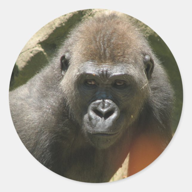Adesivo Redondo Gorilla Stickers (Frente)