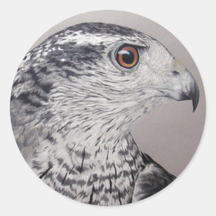 Adesivo Redondo Goshawk do norte