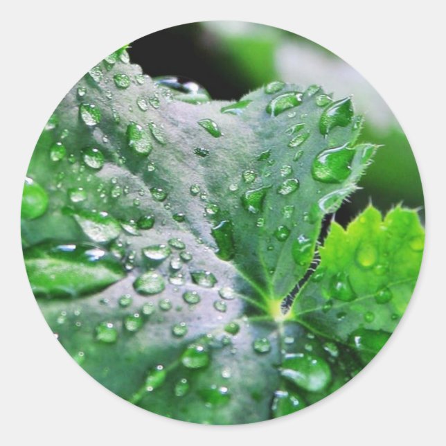 Adesivo Redondo Gotas de Água Doce Gotas (Frente)