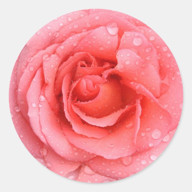 Adesivo Redondo Gotas Românticas de Água Rosa Rosa Rosa Vermelha (Frente)