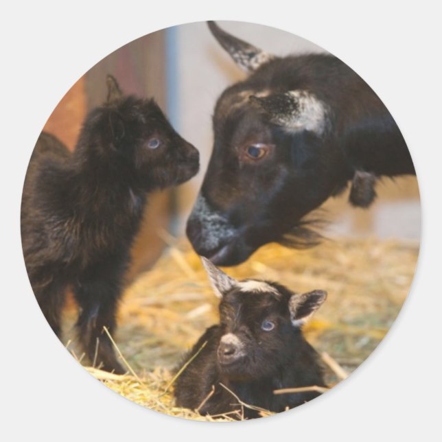 Adesivo Redondo Goties (Frente)