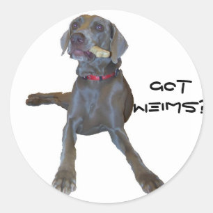Adesivo Redondo GotWeims? Pin Weimaraner
