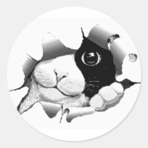 Adesivo Redondo Gráfico sneaky curioso bonito do gatinho do gato