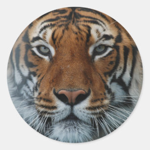 Adesivo Redondo Grand Tiger Sticker