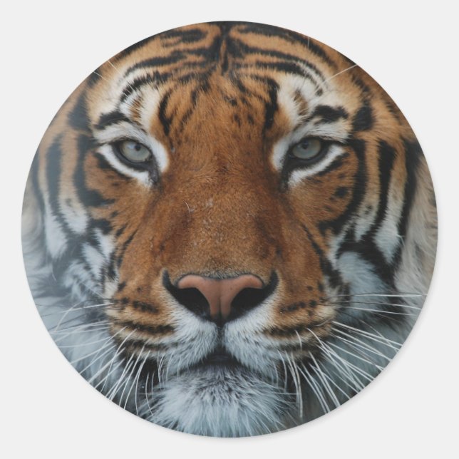 Adesivo Redondo Grand Tiger Sticker (Frente)