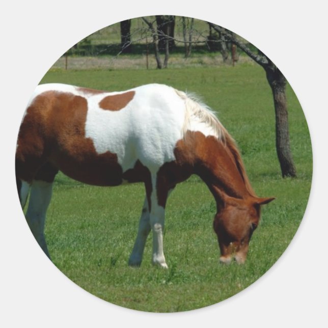 Adesivo Redondo Grazing Pinto (Frente)
