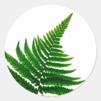 Adesivo Redondo Green Fern Print Woodlands Leaf