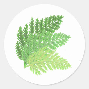 Adesivo Redondo Green Fern Trio