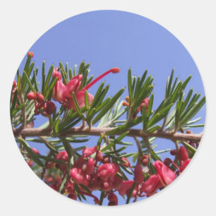 Adesivo Redondo Grevillea Plant Stickers