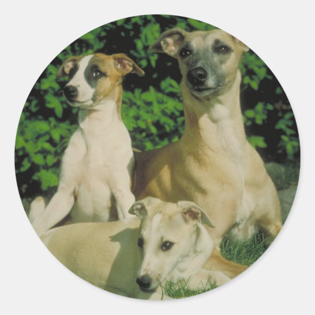 Adesivo Redondo Greyhound e Puppies (Frente)