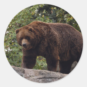 Adesivo Redondo grizzly-bear-004