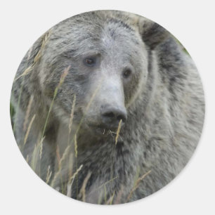 Adesivo Redondo Grizzly_Bear_Lovers