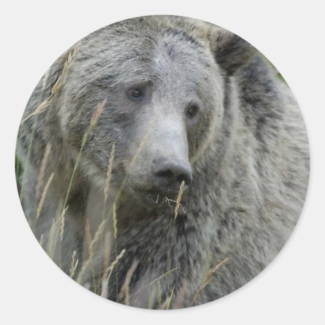 Adesivo Redondo Grizzly_Bear_Lovers (Frente)