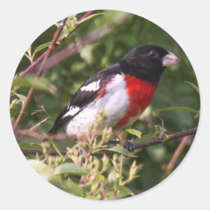 Adesivo Redondo Grosbeak do Rosa-breasted