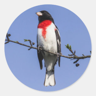 Adesivo Redondo Grosbeak do Rosa-breasted