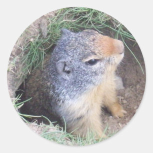 Adesivo Redondo Groundhog