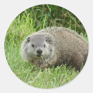 Adesivo Redondo Groundhog Sticker