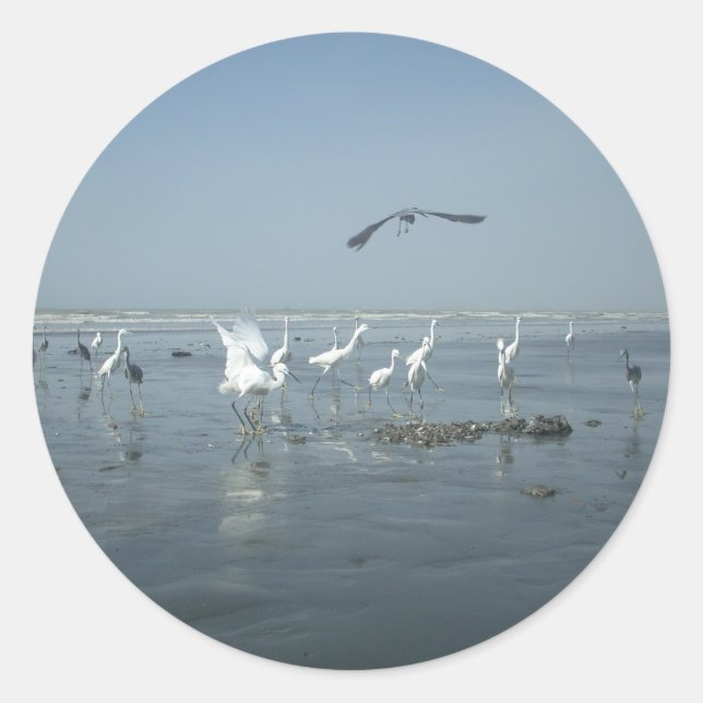 Adesivo Redondo Gruas brancas e copas pretas: um contraste na natu (Frente)