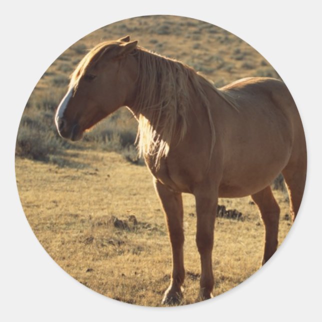 Adesivo Redondo Grumpy Chestnut (Frente)