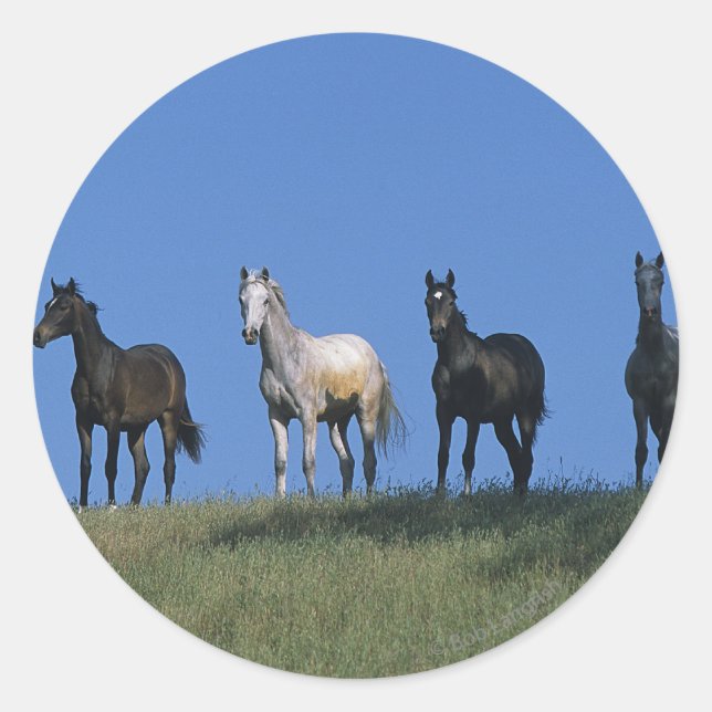 Adesivo Redondo Grupo de Árabes (Frente)