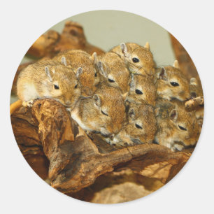 Adesivo Redondo Grupo de Meriones Unguiculatus dos Gerbils do