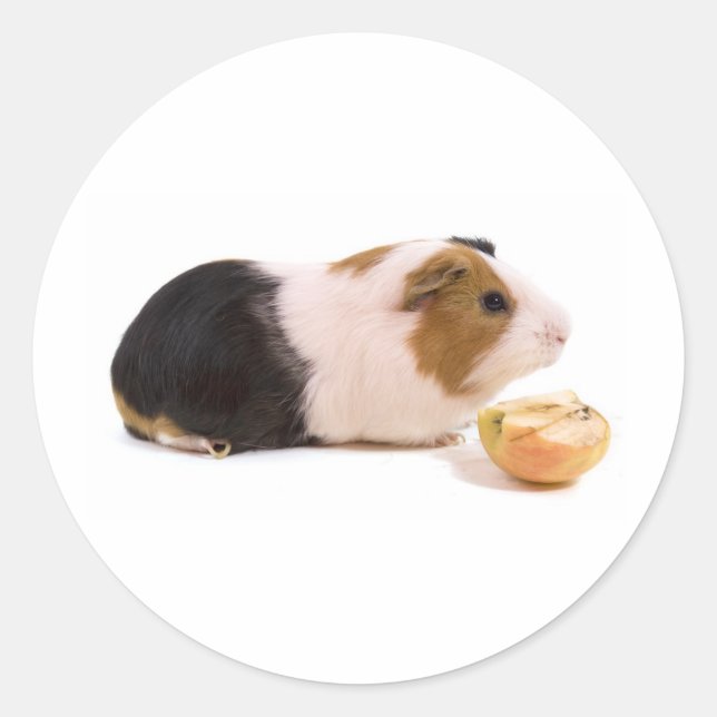 Adesivo Redondo guinea pig eating an apple (Frente)