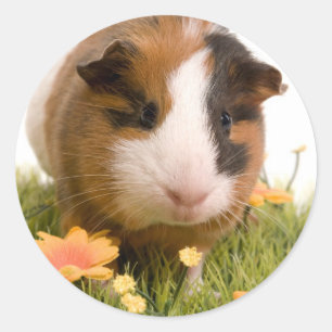 Adesivo Redondo guinea pigs tem-se lawn