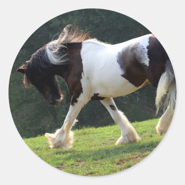 Adesivo Redondo Gypsy Vanner (Frente)