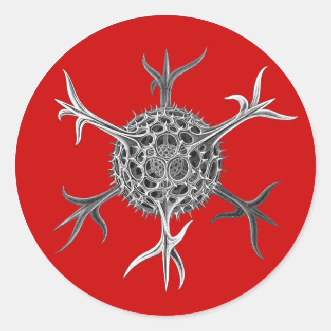 Adesivo Redondo Haeckel (Frente)